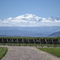 Créditos para exportar vino: aspirinas para el cáncer