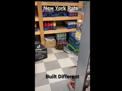 Captan a rata gigante en una tienda de Nueva York (Video)