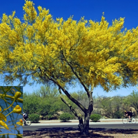 El árbol que da las flores más hermosas en primavera y que está lleno de propiedades