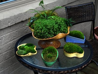 No gastés en el vivero: el truco fácil y efectivo para propagar el musgo para tus terrarios y bonsáis