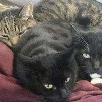 Hombre revela que sus gatos murieron tras beber leche cruda retirada por gripe aviar