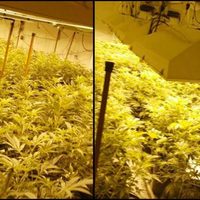 Desmantelan narcoinvernadero en Naucalpan; tenían 1.5 toneladas de mariguana procesada