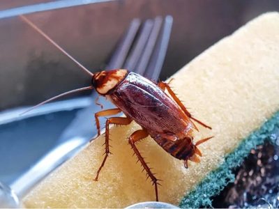 Trucos fáciles y rápidos para deshacerte de las cucarachas por completo