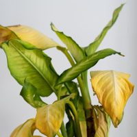 La verdadera razón por la que se ponen amarillas las hojas de tus plantas de interior