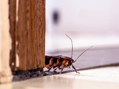 No gastes de más: hacé este insecticida casero, sin químicos, natural y mucho más barato