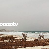 Sargazo: Salvando una playa de Cancún... a la mexicana