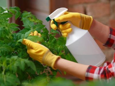 El aliado oculto en tu cocina que protege las plantas de tu jardín y te ahorra de gastar en productos caros