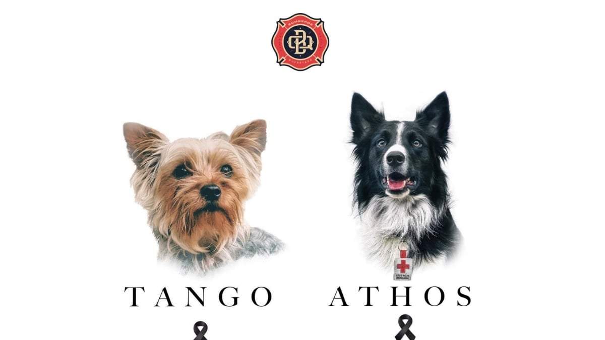 Perros rescatistas de la Cruz Roja de Querétaro
