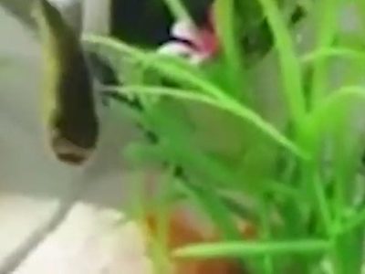 Pez sin cabeza murió tres día después de ser visto en un lago