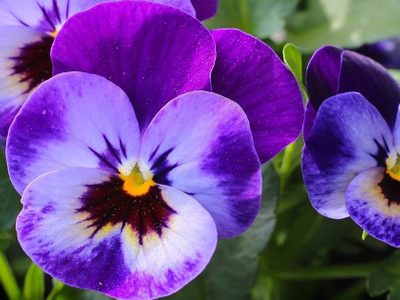 En esta temporada de frío, estas son las plantas que resisten temperaturas extremas