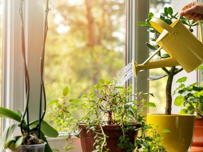 Ideal para principiantes: la hermosa planta de llamativas hojas que es perfecta para poner en el baño
