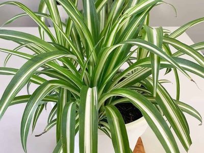 La planta que no quiere a sus hijos y que tiene un polémico nombre, pero es hermosa y muy ornamental