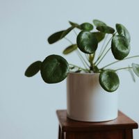 Las plantas que sobreviven con pocos cuidados y son perfectas para apoyar en los muebles de tu casa