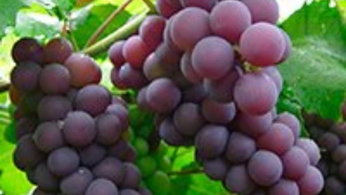 Uvas rojas contienen resveratrol