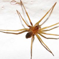 Una mujer murió en Tucumán por la presunta picadura de una araña