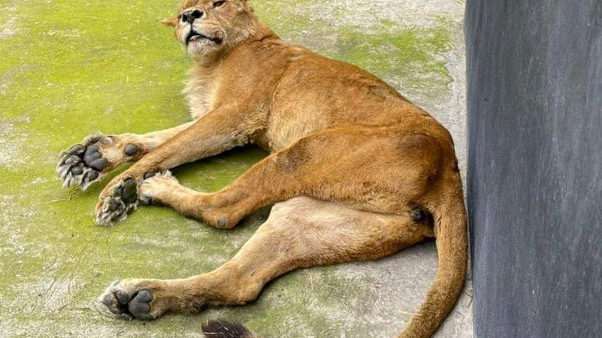 Una de las leonas en Black Jaguar-White Tiger