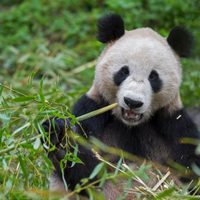 Los pandas gigantes también vivieron en Europa: hallaron restos del último que habitó esas tierras