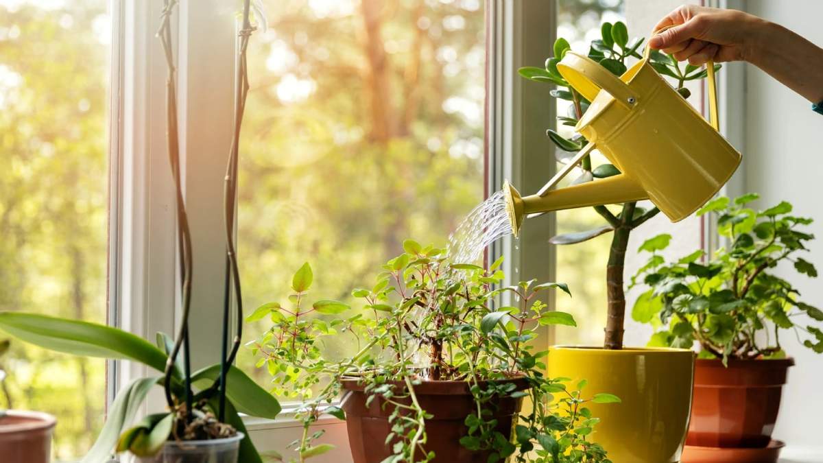 Plantas. Fuente: (X)