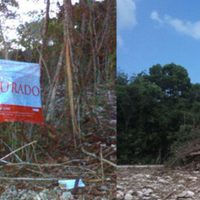 Clausura Profepa predio en Quintana Roo por tala ilegal de árboles