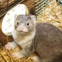 Rusia anuncia el registro de la primera vacuna contra el coronavirus para animales