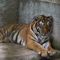 Aseguran 27 animales exóticos en inmueble de “El Tigre”, miembro del Cártel de Sinaloa en el Edomex