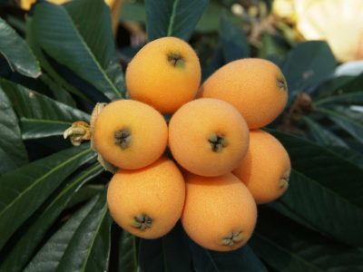 El remedio de las abuelas: el árbol que muchos tienen en su jardín y que es un verdadero tesoro para la salud