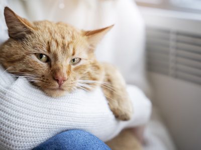 Cinco formas en que tu gato mejora tu salud