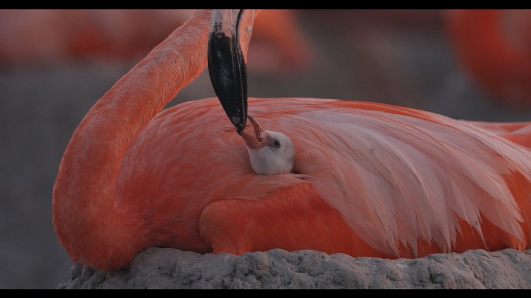 2-escena de %22Flamingos...%22-Abrazo