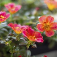 La planta que da hermosas flores en verano, no necesita mucha agua y crece en jardines o balcones pequeños
