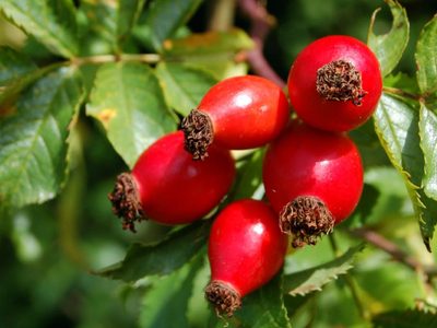 Varvarco recibió créditos para incrementar la producción de hortalizas y frutas
