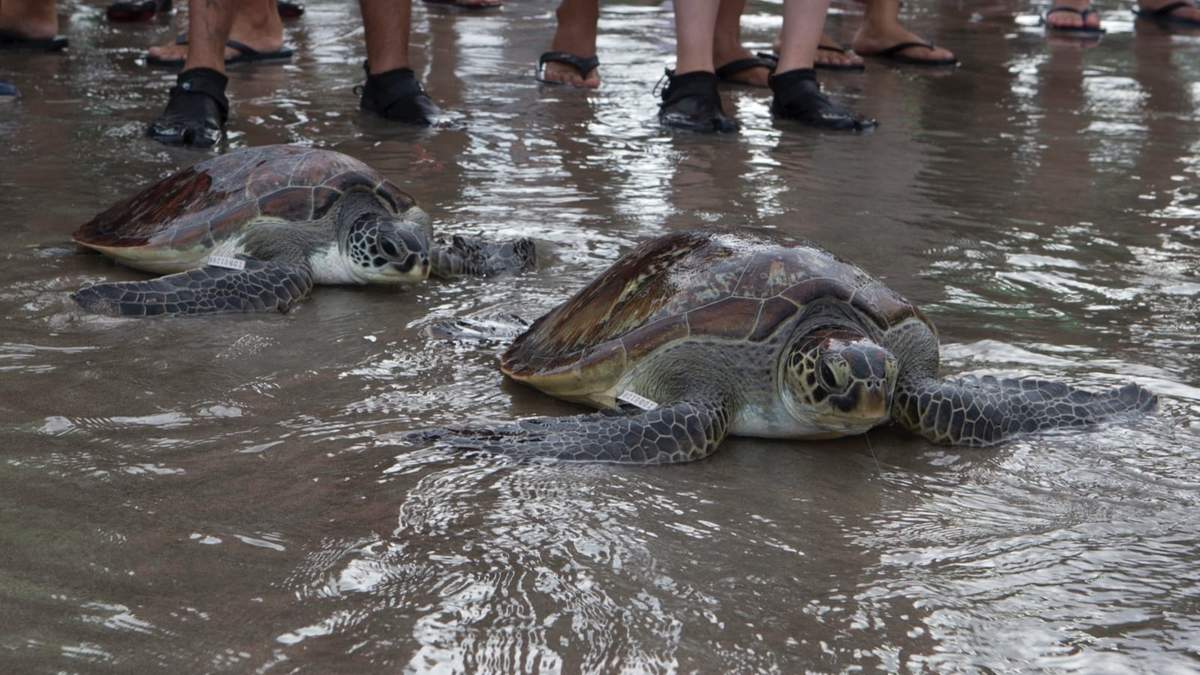 Tortugas marinas verdes