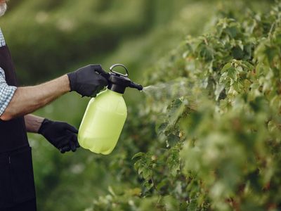 Más fácil de lo que creías: cómo eliminar plagas de tus plantas de forma natural en otoño