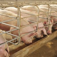 Legislatura: incluyen al sector porcino en el Programa de Incentivo Ganadero
