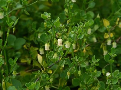 La planta que crece por todos lados, que muchos confunden con maleza, pero esconde un verdadero tesoro para tu salud