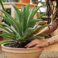 3 errores que tenés que evitar con tus plantas nuevas si no querés que se marchiten la primera semana