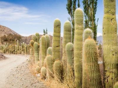Cachi: la joya de Salta que tenés que visitar
