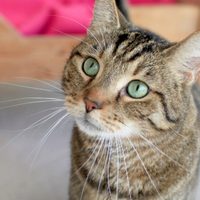 Las mascotas en peligro: Confirman el primer caso de un gato con coronavirus