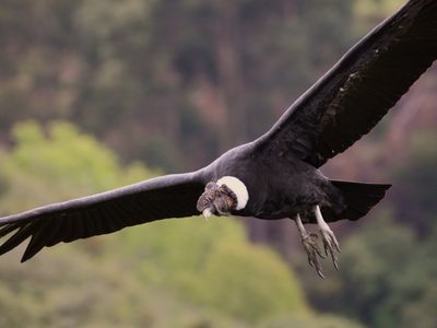 Video: la emotiva liberación de siete cóndores en Río Negro