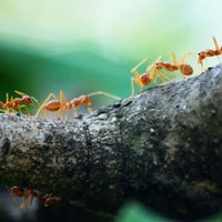 El verdadero motivo por el que aparecen hormigas en tu hogar y el truco infalible para ahuyentarlas