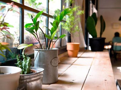 4 plantas de interior imposibles de matar y que necesitan poco cuidado