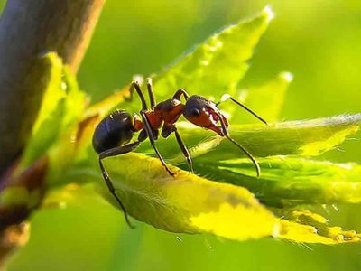 No sufras más por las hormigas en tus plantas, así las podés eliminar de una vez y sin usar químicos