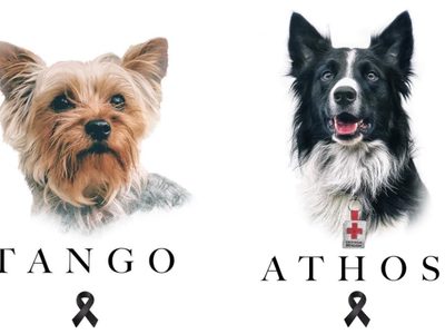 Envenenan a dos perros rescatistas de la Cruz Roja en Querétaro