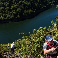 Vinos heroicos: un concurso premia producciones de lugares extremos