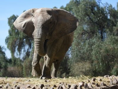 Kenya, la última elefante del ex Zoo, viaja a Brasil