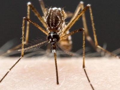 El brote de dengue alcanzó su mayor registro histórico en el país