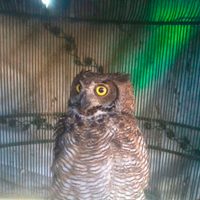 Asegura Profepa 18 ejemplares de vida silvestre en zoológico de Jalisco