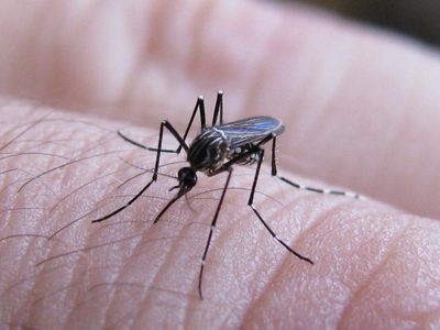 Por el incremento de casos de dengue, piden respetar las medidas de prevención