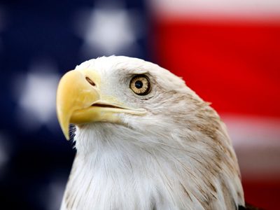 Biden promulga ley que declara al águila calva ave nacional de EU