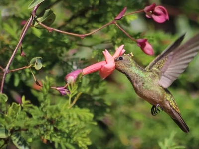 El árbol que está en todas las calles y que atrae hermosos colibríes
