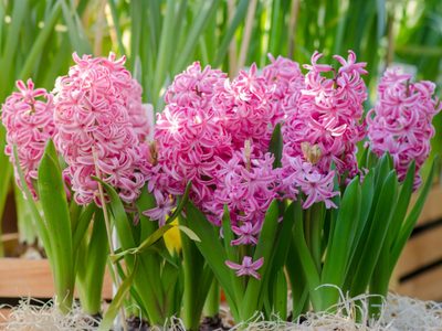Plantas hermosas y sanas: el verdadero truco para tener tu jardín lleno de flores en primavera